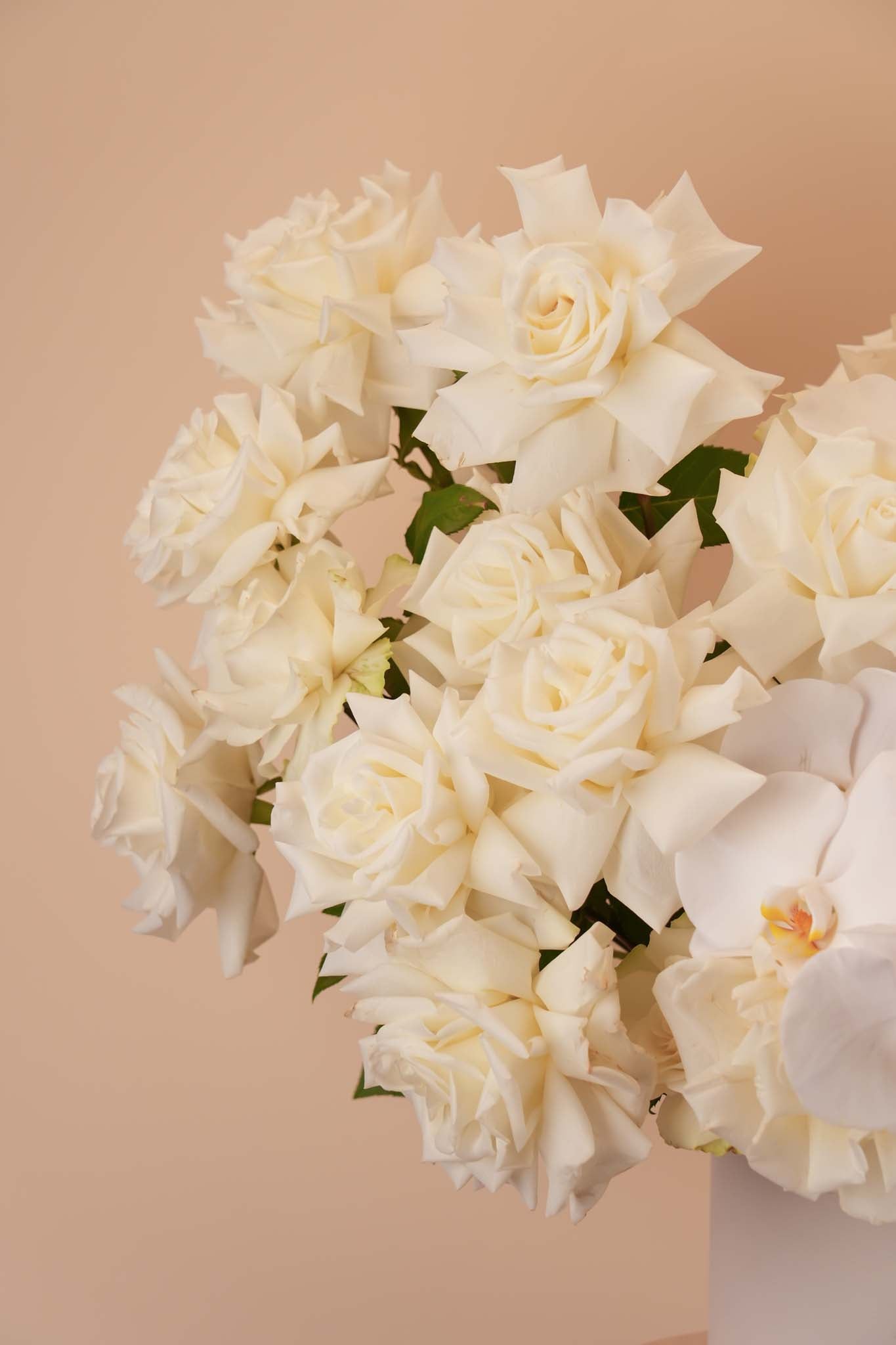 Ivory Rose Orchid Bloom