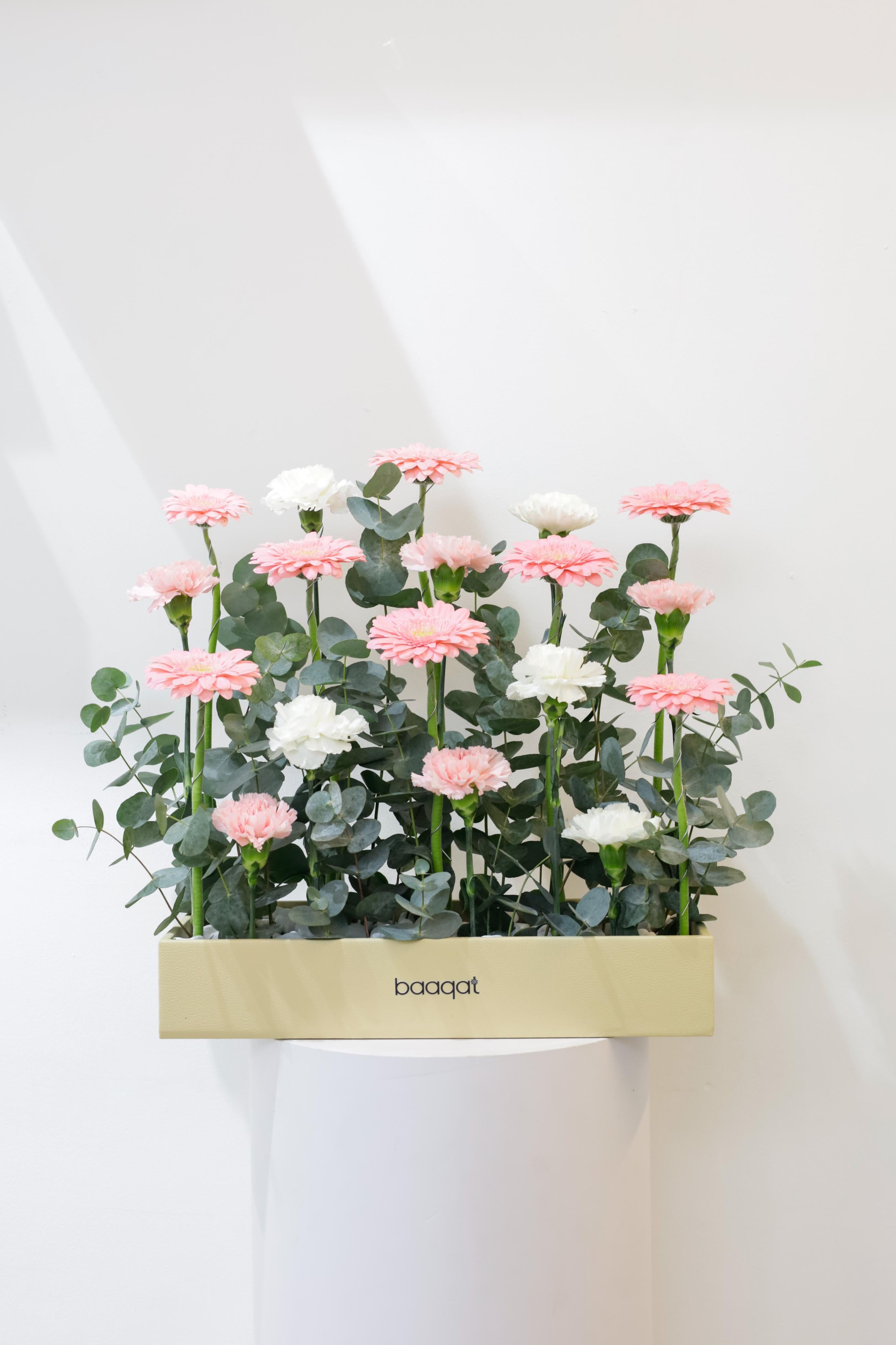 Cotton Candy Carnation